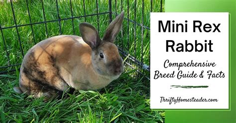Image result for Mini Rex Varieties