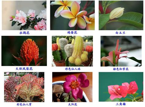 花卉图片和名称大全,花草,名字_大山谷图库