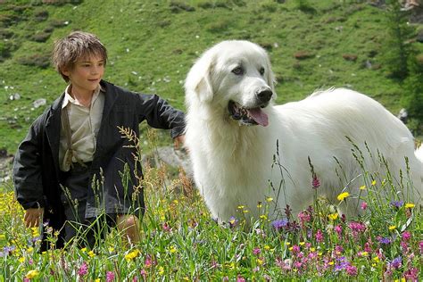 《新灵犬莱西》1994年美国剧情,冒险电影在线观看_蛋蛋赞影院