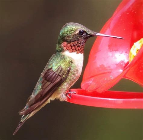 Hummingbird Migration in Southern California 的图像结果