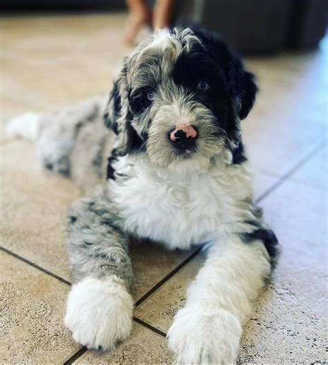 Welcome Home - 8 week AussieDoodle Aussiedoodle Amazing #aussiedoodle ...