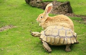 Image result for Bunny Turtle Hybrid