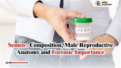 Semen : Composition, Male Reproductive Anatomy and Forensic Importance
