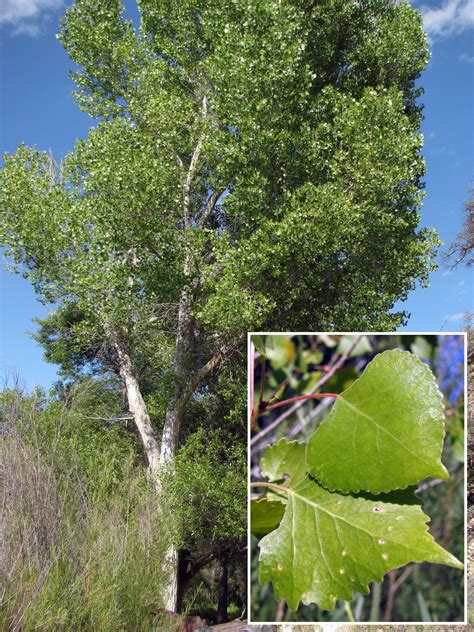 Populus fremontii – “Fremont Cottonwood” - Wildflowers of Joshua Tree Country