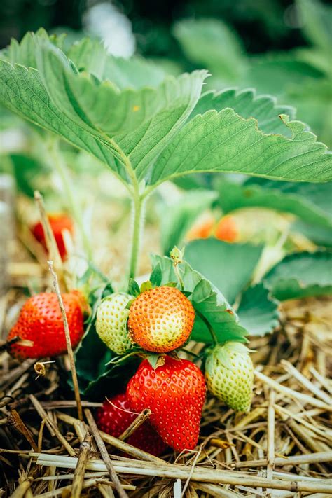 How Far Apart to Plant Strawberries for the Biggest, Juiciest Berries ...