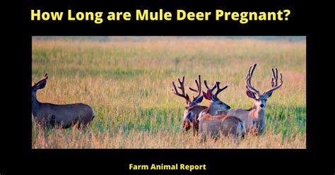 Gestation Period For A Mule Deer?