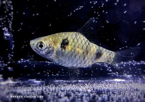 জঙ্গলমহলের পুঁটি মাছেরা | Puntius of Jangalmahal