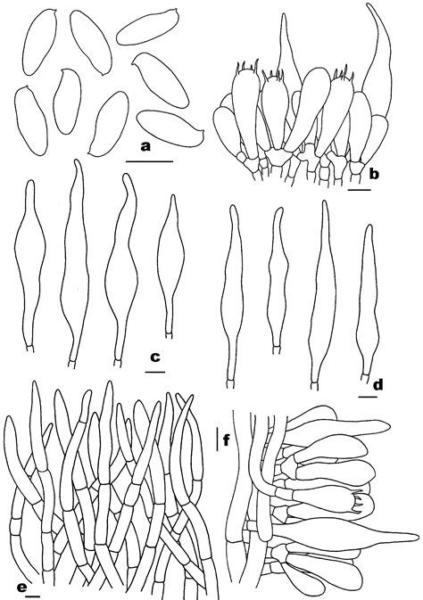 Pseudophylloporus Gen. nov. and Rubroleccinum Gen. nov., Two New Genera ...