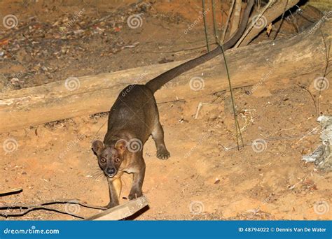 Fossa Kirindy stock photo. Image of excursion, biggest - 48794022