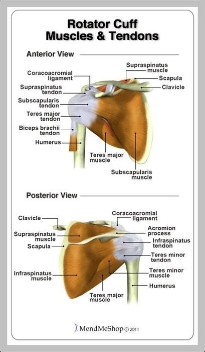 Rotator cuff picture anatomy – Anatomy System – Human Body Anatomy diagram and chart images