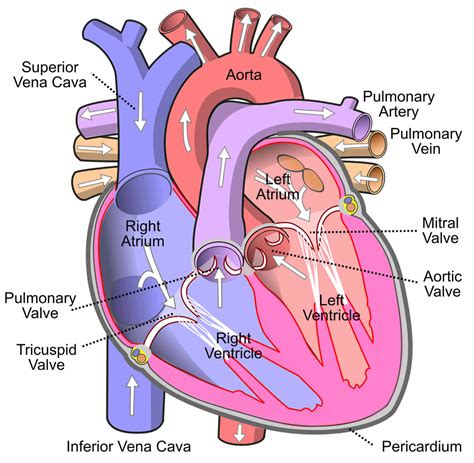 Pulmonary valve stenosis causes, symptoms, diagnosis & treatment