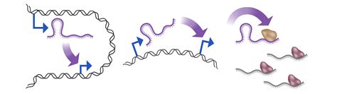 Image result for Non-Coding RNA Function