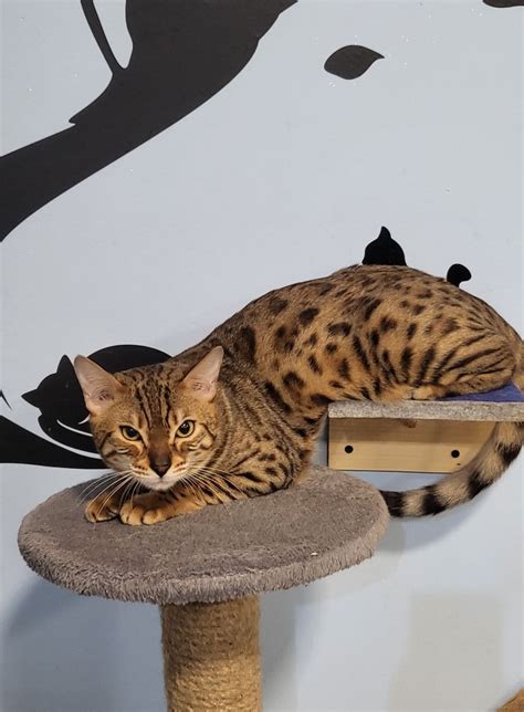 Kociijoga poranna czyli rozpoczynamy dzionek razem z kotami i ...