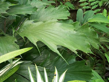 Arenga - JungleKey.in Image