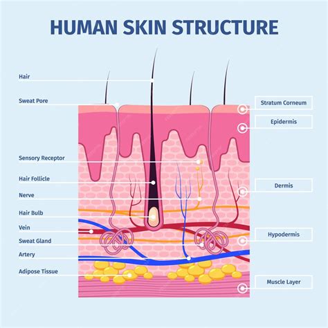 Skin layers detailed illustrations of human structure anatomy peles layered garish vector flat ...