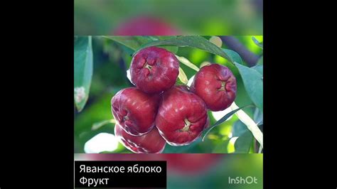 Фрукты, овощи, ягоды на букву Я - YouTube