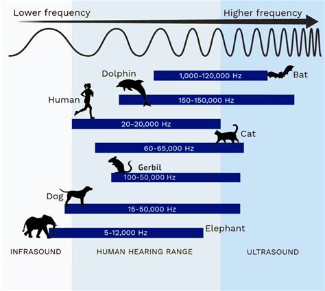 What can you hear? | Raincoast