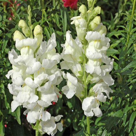 Antirrhinum White- SEASONALS — Saharanpur Nursery
