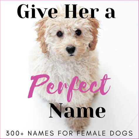 400 Unique Female Dog Names by Category - PetHelpful