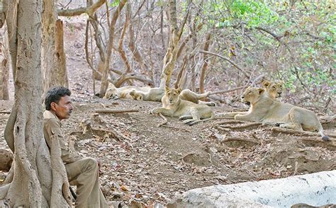 Asiatic Lions In Gujarat's Gir To Get More Protection As Centre ...