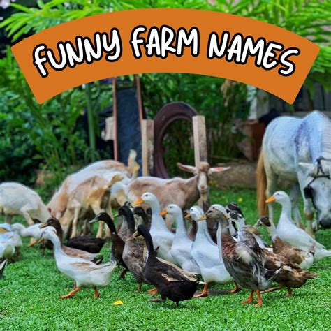 Funny Farm Names - Absolutely Jokes & Puns