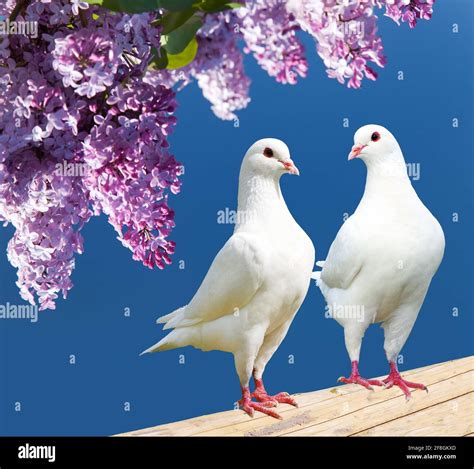 Two turtle dove hi-res stock photography and images - Alamy