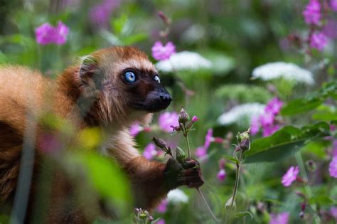 Enough With Baby Talk; Infants Learn From Lemur Screeches, Too : Shots ...