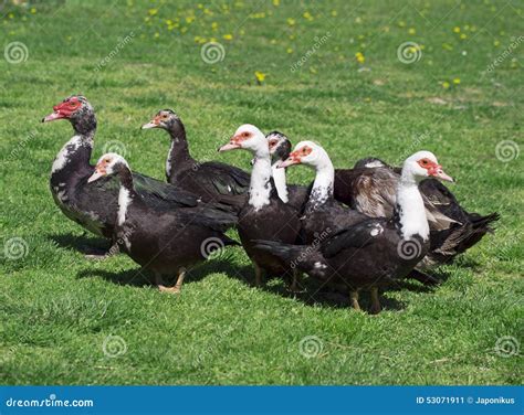 Group of ducks stock image. Image of lake, earth, liquid - 53071911