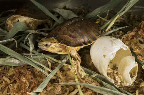 Box Turtle Egg Hatching Time at Catharine Blanco blog