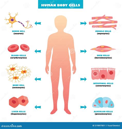 Human Body Cell Structure 的图像结果