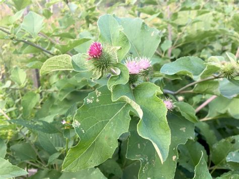 Bildergebnis für burdock