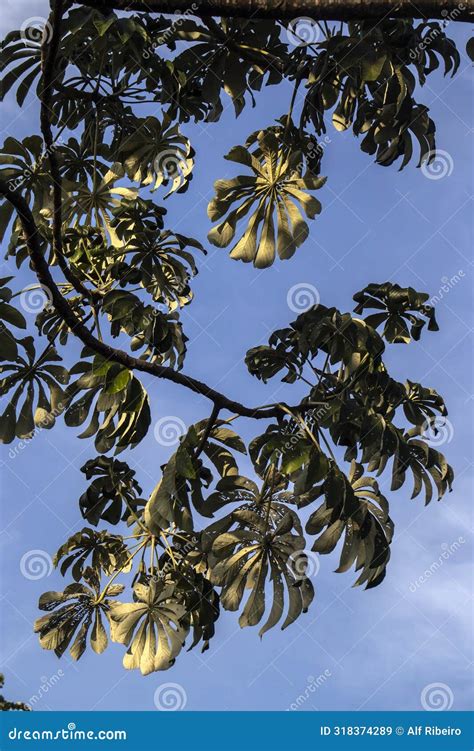 Embauba-do-brejo, Cecropia Pachystachya, in Brazil. it Belongs To the ...