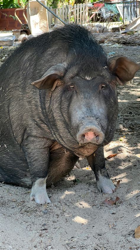 Image result for Hog Tying Tutorial