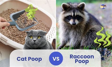 Image result for Box File with Spring Lock
