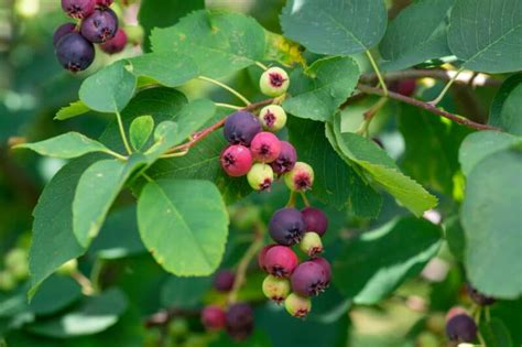 Image result for Serviceberries Tree