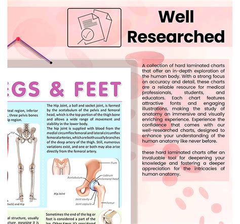HIPS, LEGS AND FEET CHART | Understanding Lower Extremity Structure ...
