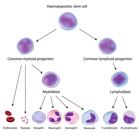 Monocytes And Lymphocytes