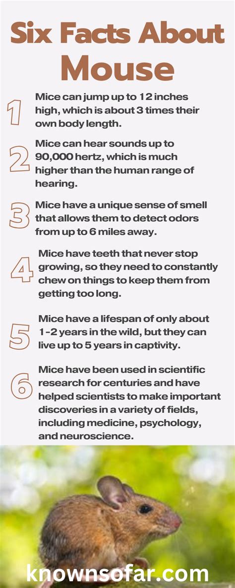 Image result for Mouse Facts