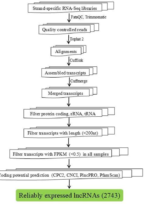 Figure 1 from The Significance of Heat Responsive Long Noncoding RNAs in Rice Discovered by ...