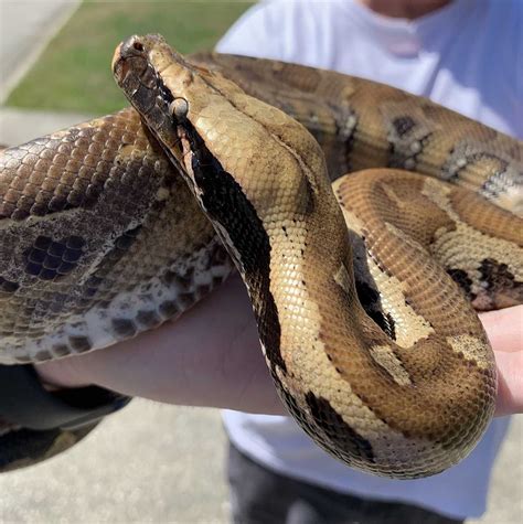 Image result for Blood Python Feeding