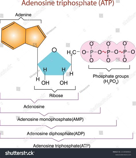 Image result for ATP Molecule Structure