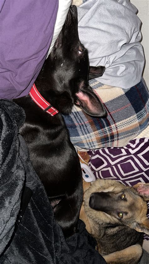 Animal Shelters in Sioux Falls, SD - Find Paw Pal