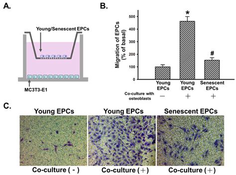 Senescence Induces Dysfunctions in Endothelial Progenitor Cells and ...