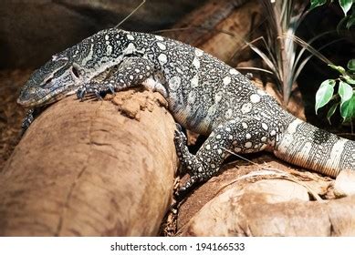 Monitor Lizard 的图像结果