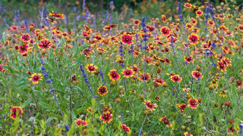 What are native plants, and why are they so crucial to ecosystems?