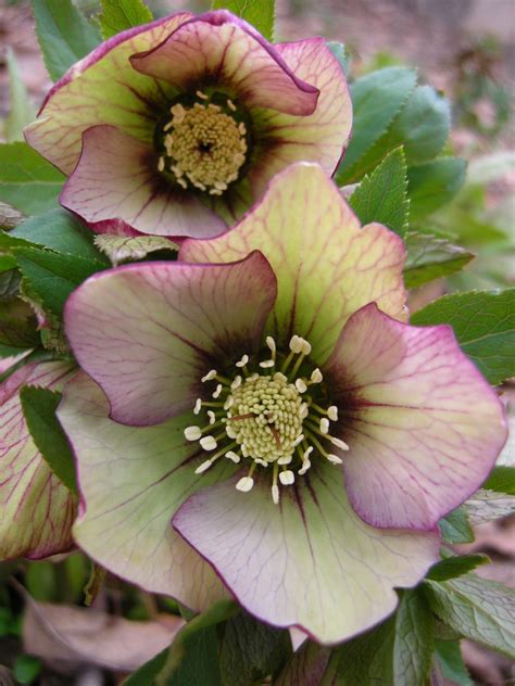 Winter Blooming Shrubs For Landscaping Best Shrubs that Bloom All Year ...