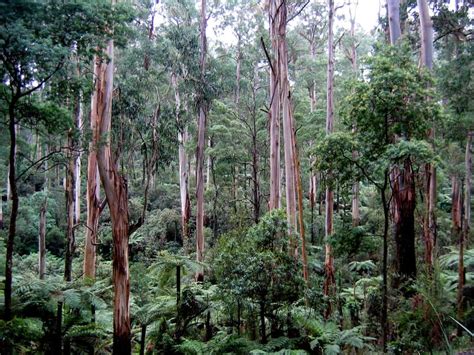 World’s Top 10 Largest Trees | News | Zee News