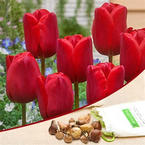 Mphmi Seedless Plant Flower Bulbs Plants Tulip Arie Hoek (Red) - Bulbs ...