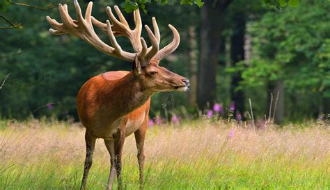 Top 10 Biggest Deer Species Found In The World 2023