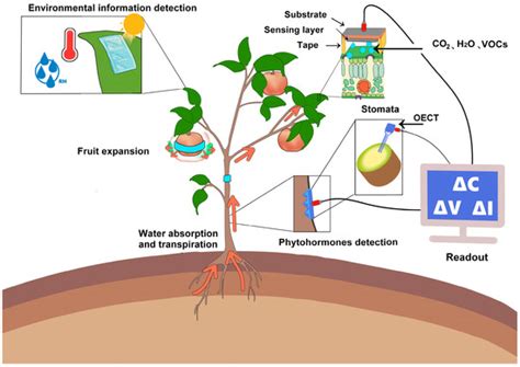 Wearable Sensors for Plants: Status and Prospects
